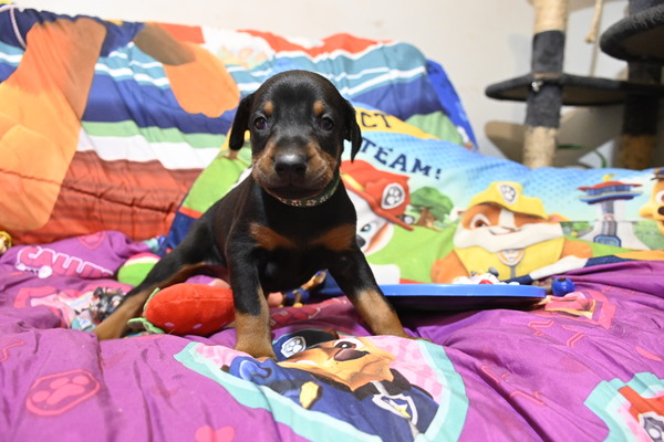Rocky