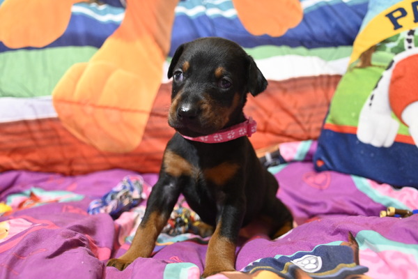 Skye