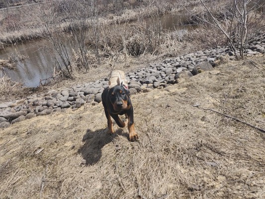 Bunyip Trailblazing to the top