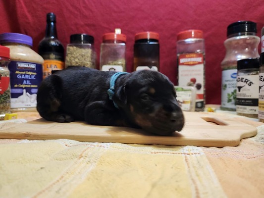 Basil