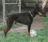 Hundesport Bronco