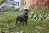 Bunyip Rocky