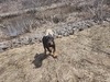 Bunyip Trailblazing to the top